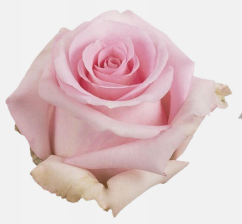 ROSE BLUSHING AKITO - 60 CM